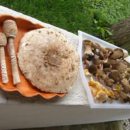 Orsegi Tornacos Vendegfogado 3*