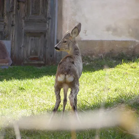 Orsegi Tornacos Vendegfogado