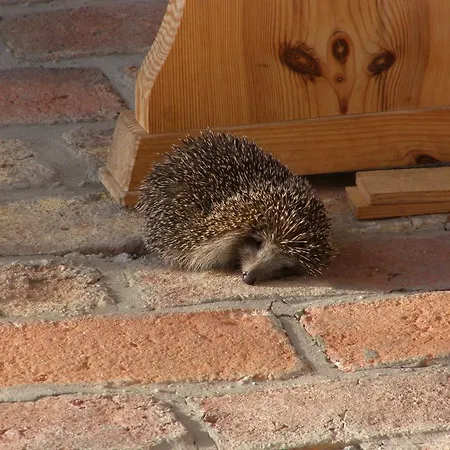 Gasthuis Orsegi Tornacos Vendegfogado Felsőszenterzsébet